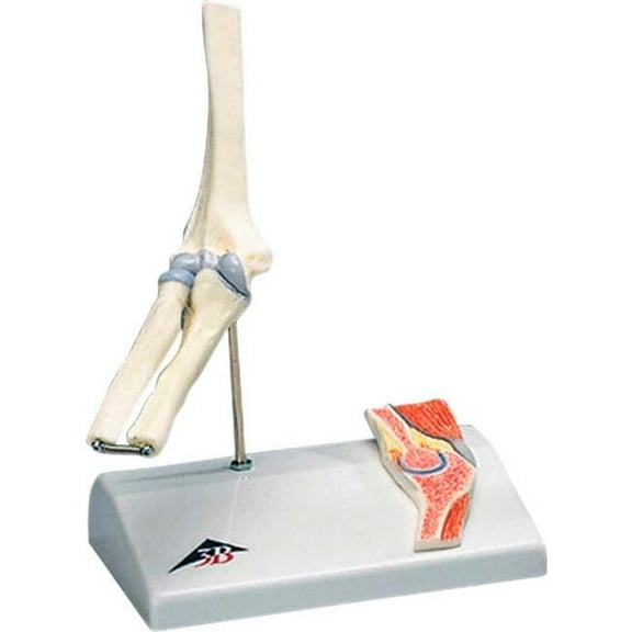 3B Anatomical Model - Mini Elbow Joint with Cross Section of Bone on Base