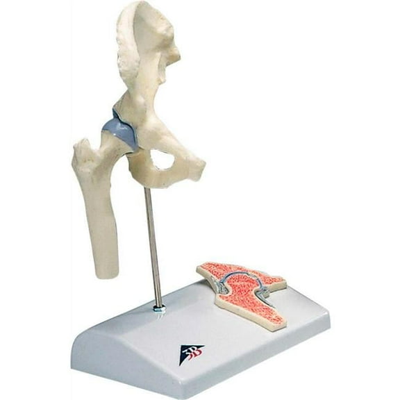 3B Anatomical Model - Mini Hip Joint with Cross Section of Bone on Base
