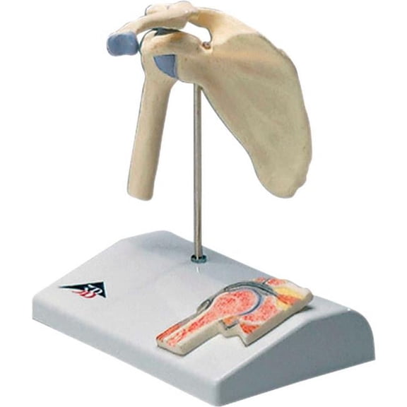 3B Anatomical Model - Mini Shoulder Joint with Cross Section of Bone on Base