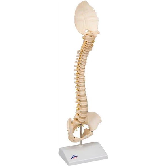 3B Anatomical Model - Pediatric Spine