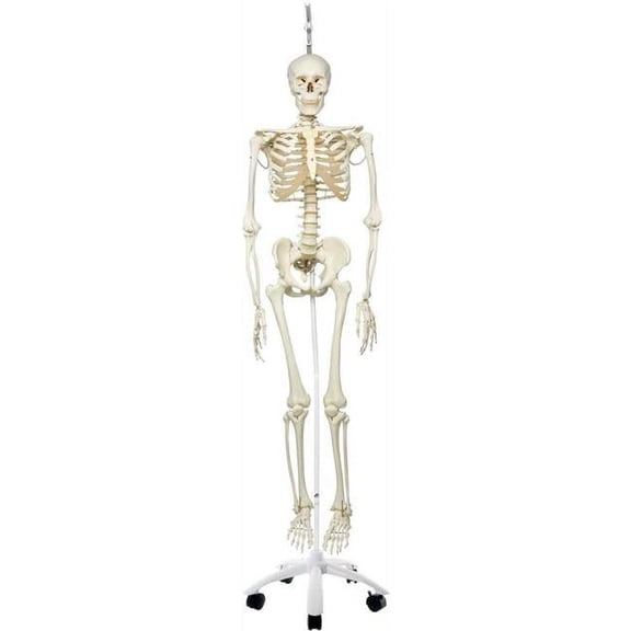 3B Anatomical Model - Phil The Physiological Skeleton on Roller Stand