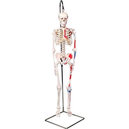 3B Anatomical Model - Shorty The Mini Skeleton with Muscles on Hanging Stand