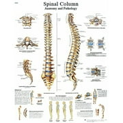 3B Anatomical Spinal Column Laminated Wall Chart