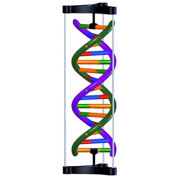 3B Scientific 1005300 DNA Double Helix Model, Student Kit