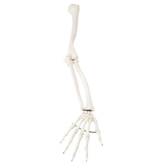 3B Scientific Anatomical Model - Loose Bones, Arm Skeleton (Wire) - Includes 3B Smart Anatomy