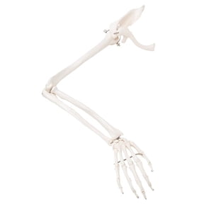 3B Scientific Anatomical Model - loose bones, arm skeleton with scapula and clavicle (wire) - Includes 3B Smart Anatomy