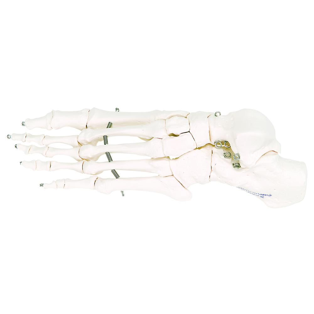 3B Scientific Anatomical Model loose bones, foot skeleton (wire