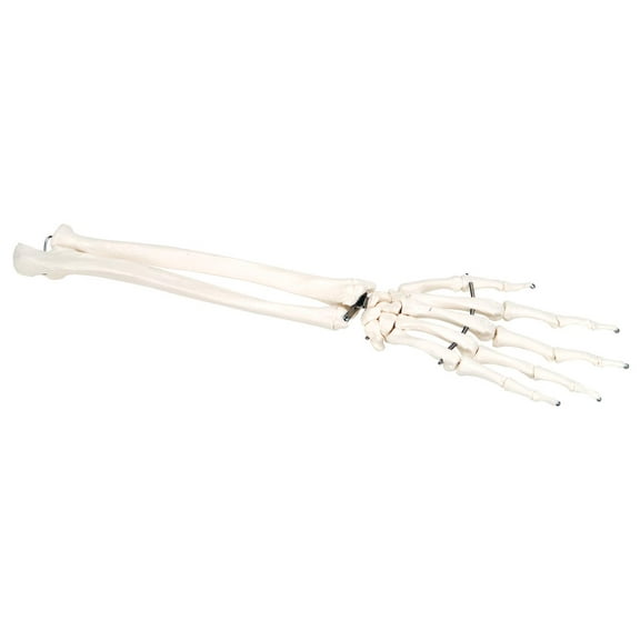 3B Scientific Anatomical Model - loose bones, hand skeleton with ulna and radius (wire) - Includes 3B Smart Anatomy