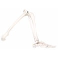thumbnail image 1 of Anatomical Model: Loose Bones, Leg Skeleton, Left - 1 Each / Each - 12-4586L, 1 of 1