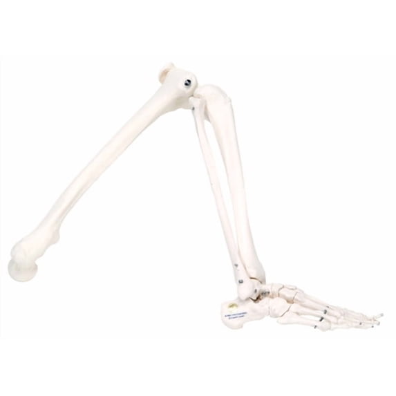 Anatomical Model: Loose Bones, Leg Skeleton, Left - 1 Each / Each - 12-4586L