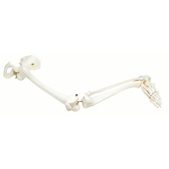 3B Scientific Anatomical Model - loose bones, leg skeleton with hip (wire) - Includes 3B Smart Anatomy