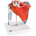 thumbnail image 1 of 3B Scientific Anatomical Model - shoulder joint with rotator cuff - Includes 3B Smart Anatomy, 1 of 3