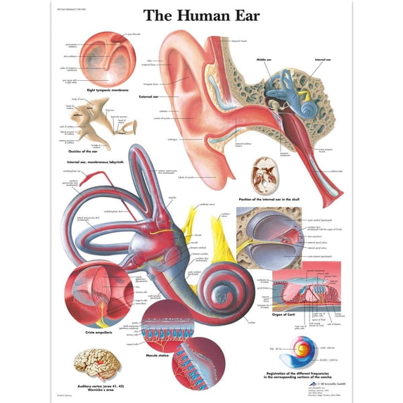 Chart Paper Model 3B Scientific VR1243UU Human Anatomy - Human Ear Chart, Paper Version ...