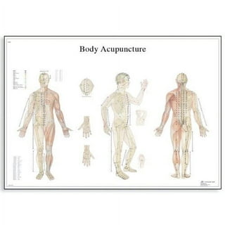 3B Anatomical Chart - acupuncture ear, 20 x26'' 3B Anatomical Chart - acupuncture ear, 20 x26''