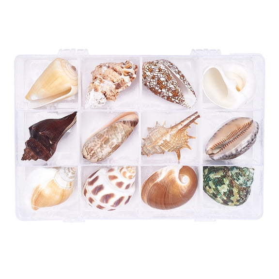 3Box Natural Shell Home Display Decoration Sets No Hole/Undrilled Mixed Color 40~55mm 12pcs/box Shape Shell Shape