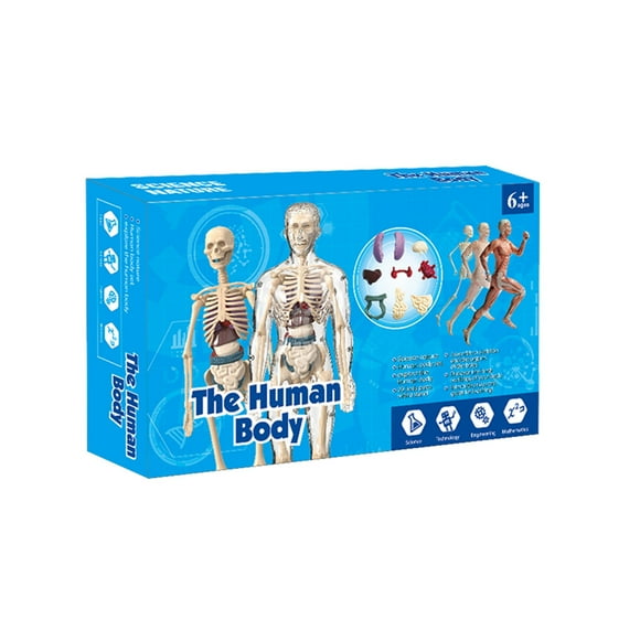 3D Anatomy Human Model for Children - Transparent Torso Body with Removable Parts, Educational Science Toy for Kids and Teachers | Skeleton Design, Learning Tool