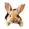 thumbnail image 1 of 3D Breakthrough Easter Bunny Wall Sticker, Realistic Peeling Rabbit decal with Viv, for Home Bedroom, Living Room and Holiday Party decorations, 12 X 10 Cm Removable Adhesive Art, 1 of 8