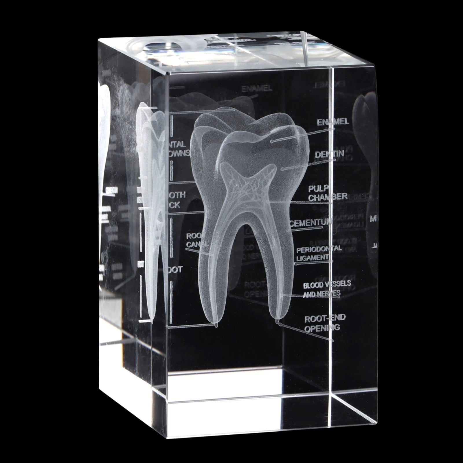 3D Crystal Tooth Model - Laser Etched Anatomical Dental Ornament for Dentists & Students, K9 Crystal Display Cube for Office Desk, Unique Educational Gift