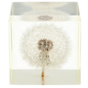 3D Dandelion Paperweight in Glass Cube, Real Puff Specimen Desk Ornament, Feng Shui Decor, Perfect Graduation and Birthday