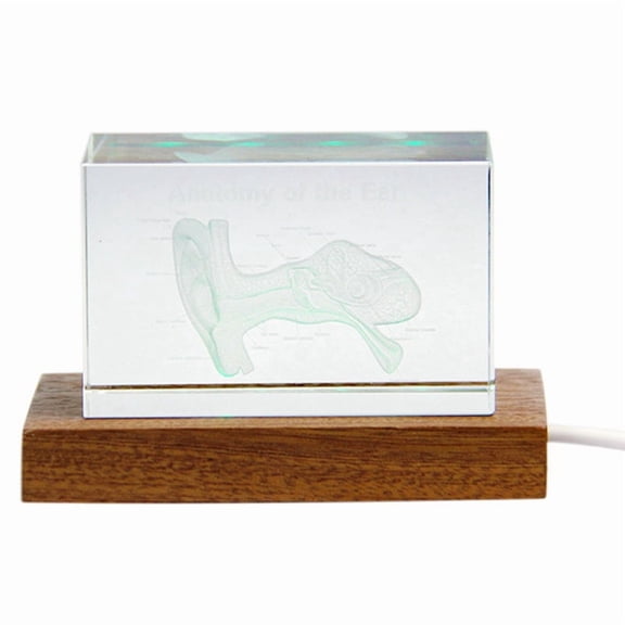 3D Ear Organ Model Crystal Cube Otology Science Gifts Crystal Glass Figurine Paperweight Human Organ Statue B,1 x 3D Ear Organ Model Crystal Cube kit
