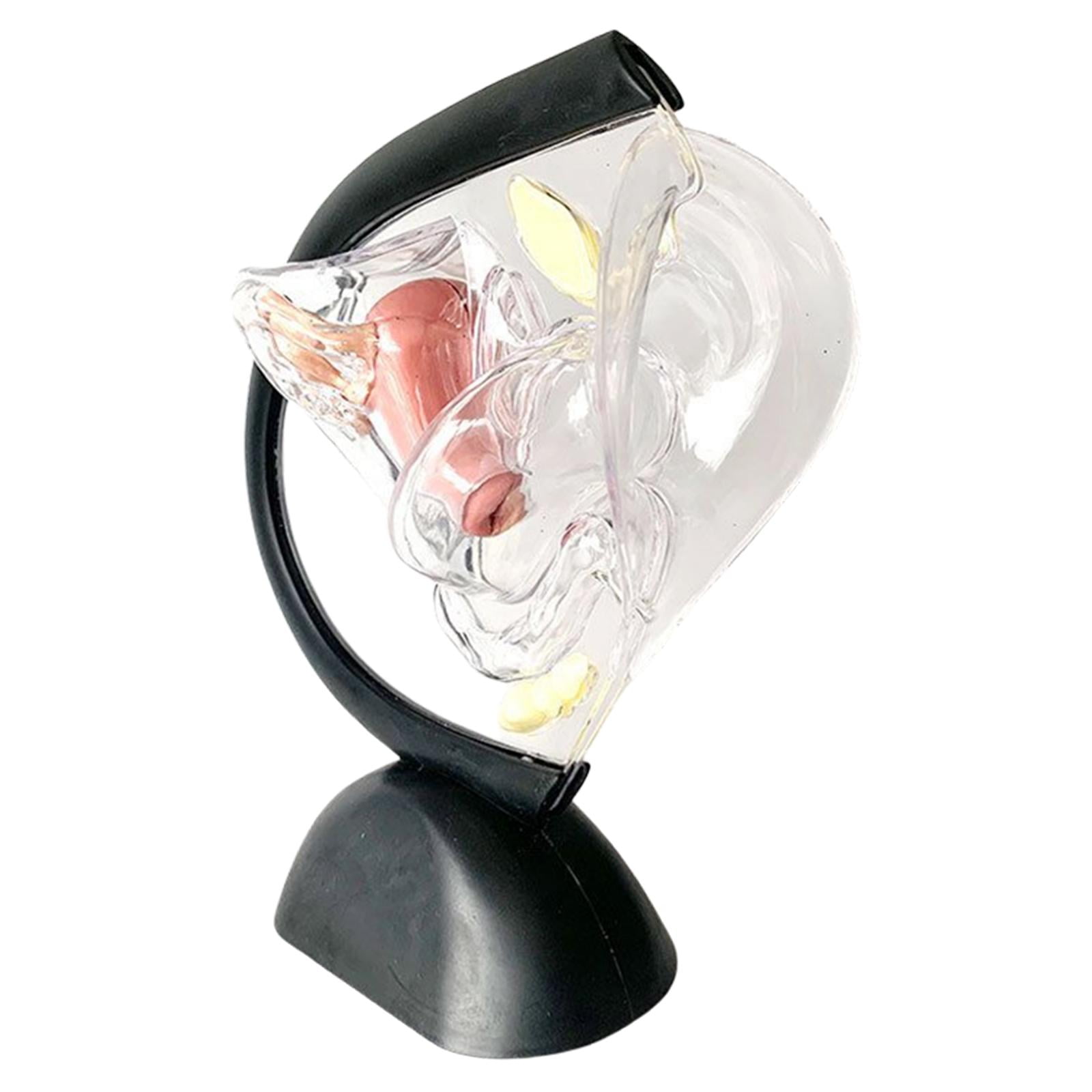 3D Female Reproductive System Model Transparent Realistic for Teaching Aids