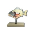 thumbnail image 1 of 3D Fish Dissection Model, 14" Length, 1 of 3