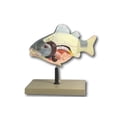 thumbnail image 1 of 3D Fish Dissection Model, 14" Length, 1 of 3