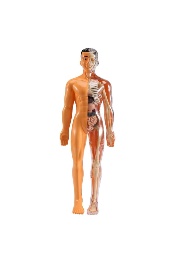 3D Human Body Anatomy Model Plastic DIY Skeleton Science Aids Toys