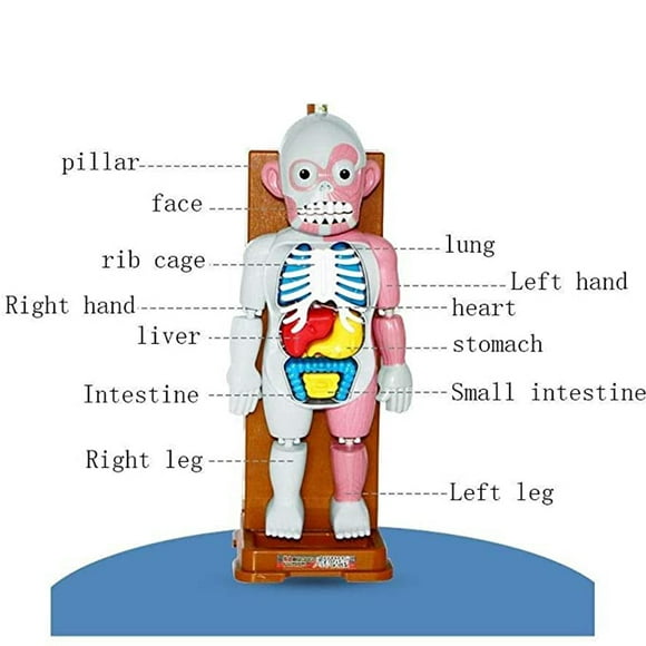 3D Human Body Model Anatomical Assembly Toy for Kids Educational Learning Science