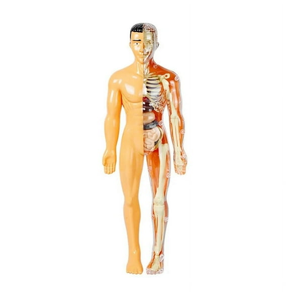 3D Human Body Model for Kid Anatomy Skeleton DIY Organ Assembly Educational School Biological Teaching Aids Tool New