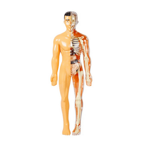 3D Human Body Model for Kid Anatomy Skeleton DIY Organ Assembly Educational School Biological Teaching Aids Tool