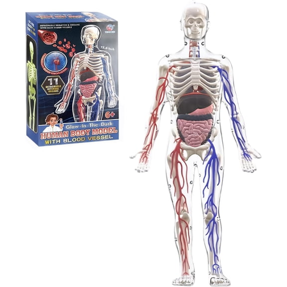 3D Human Body Structure Anatomy Model, Removable Bones, Organs & Blood Vessels, Hands-On Biology Learning Model for Students Homeschool Classroom