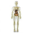 thumbnail image 1 of 3D Human Body Torso Model Anatomy Model Skeleton,Human Body Model,Removable Parts, DIY Skeleton Toy,1 * Torso,Transparent, 1 of 7