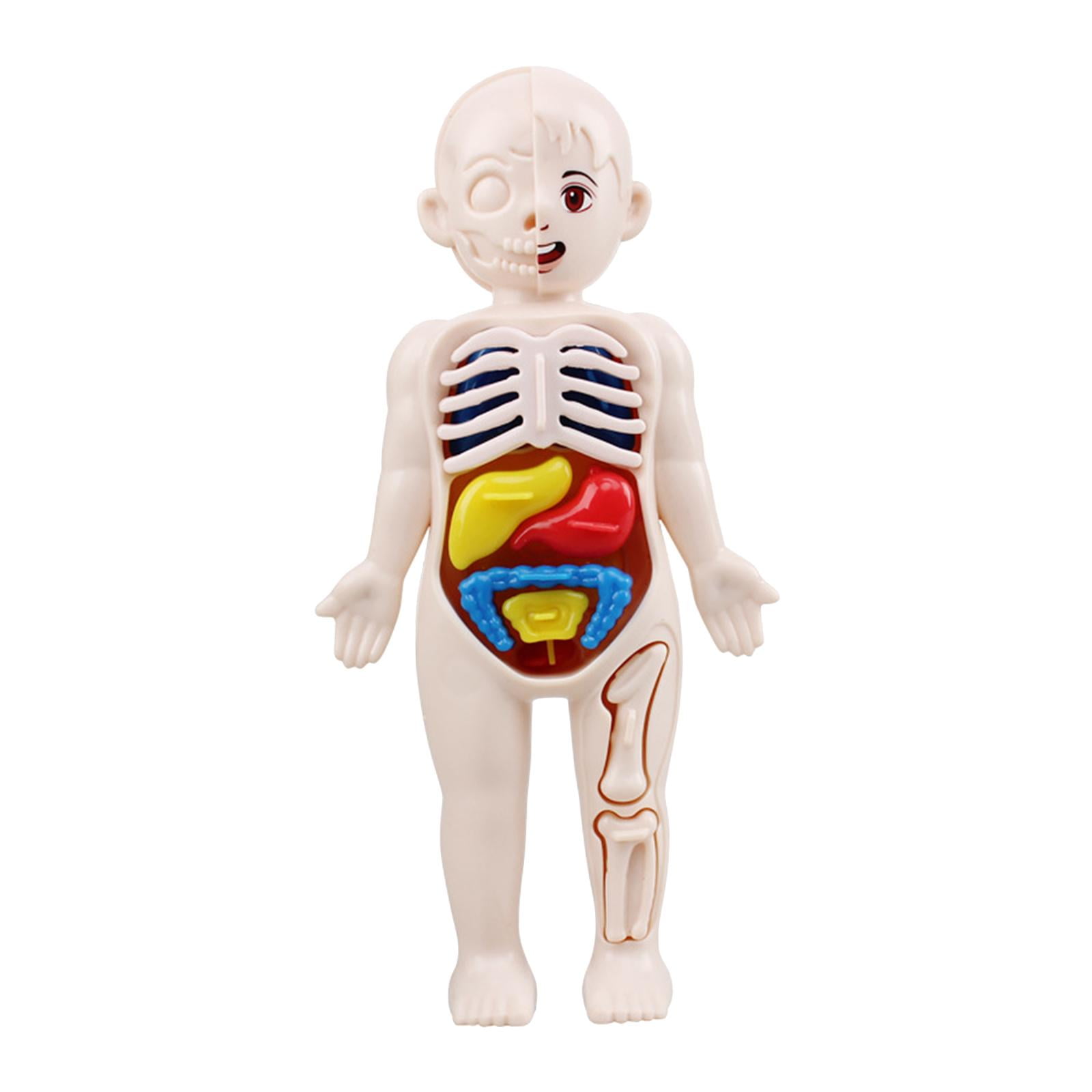 3D Human Body with Organs Educational DIY Toys Body Organ Classroom Demonstration Teaching Aids Exciting Game Ages 8+