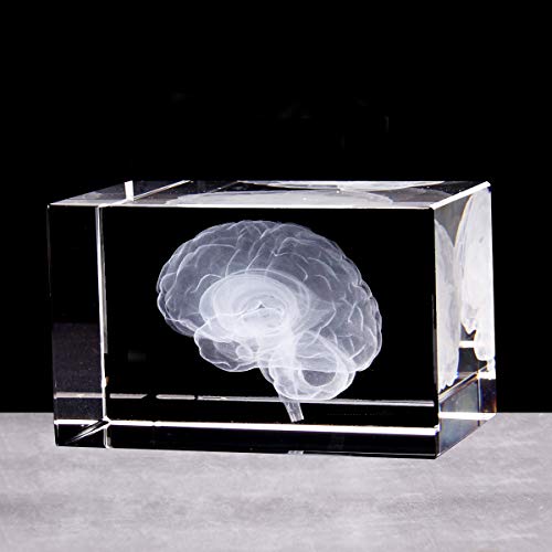 3D Human Brain Anatomical Model Paperweight(Laser Etched) in Crystal ...