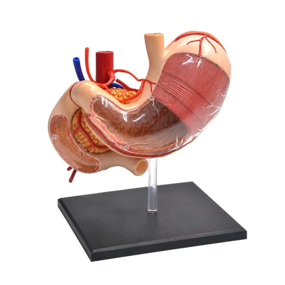 3D Human Stomach Model with Detachable Parts for Demonstrating Basic Anatomy in Classrooms and Instructor Training Lessons