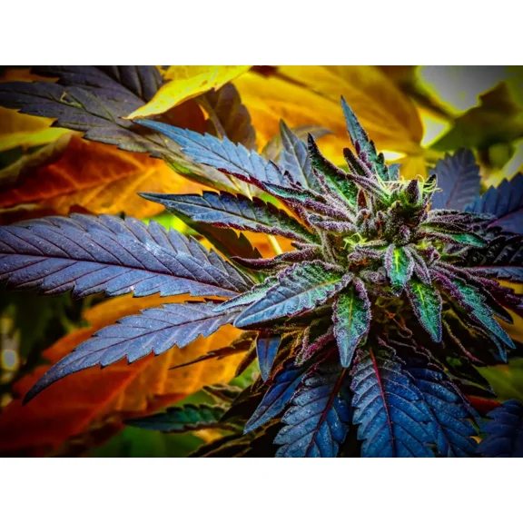 Nu-Venture LLC 3D Lenticular Cannabis Picture Poster 16" x 12" Blue Sherbet Frameless