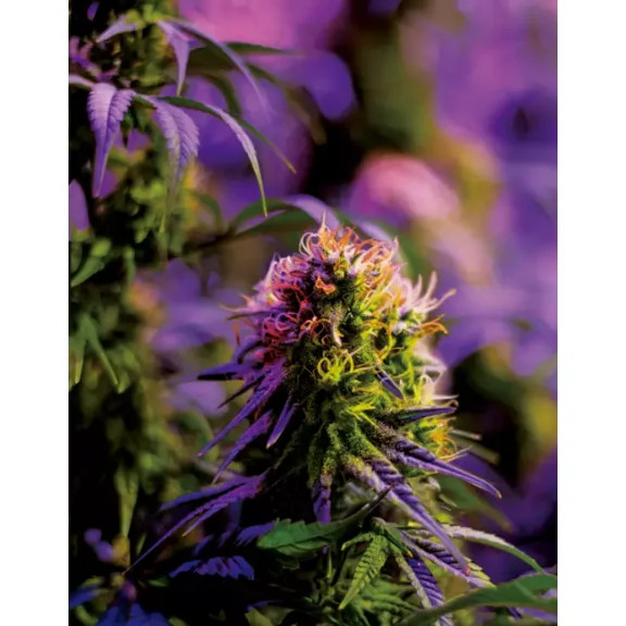 3D LENTICULAR CANNABIS IMAGE POSTER PICTURE / MARIJUANA / WEED - EDEN BUD