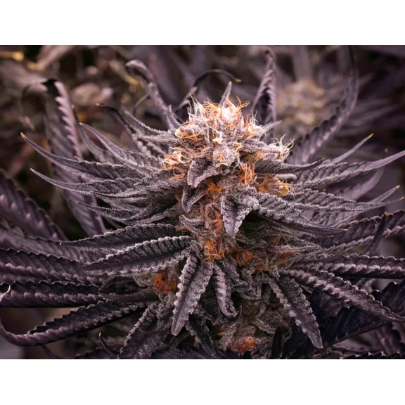 3D LENTICULAR CANNABIS IMAGE POSTER PICTURE / MARIJUANA / WEED HUCKLEBERRY KUSH