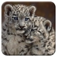 thumbnail image 1 of 3D LiveLife Cork Coaster -  Playmates from Deluxebase. Lenticular 3D Snow Leopard Coaster. Non-Slip Table Coasters Featuring Original Artwork by Collin Bogle. Ideal for Home Decor., 1 of 2