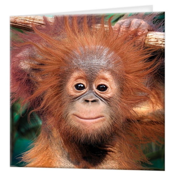 3D LiveLife Greeting Card – Baby Orangutan by Deluxebase – Colourful Lenticular 3D Card for All Ages