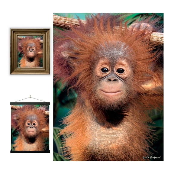 3D LiveLife Lenticular Wall Art Baby Orangutan from Deluxebase Unframed 3D Monkey Poster Decor