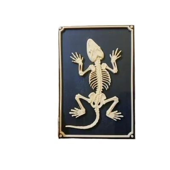 3D Printed Lizard Skeleton Wall Art, Ancient Reptile Relief Decor for Desk & Home Office