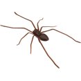 thumbnail image 2 of Realistic 3D Spider Fridge Magnet Refrigerator Spider Decorations For Car Fake Spiders 2 of 12