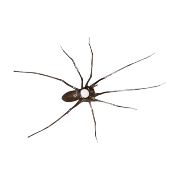 3D Spider for Fridge - Realistic Flexible-Leg Spiders, Strong Adhesive for Indoor/Outdoor Halloween Decor, Pranks & Scary Fun