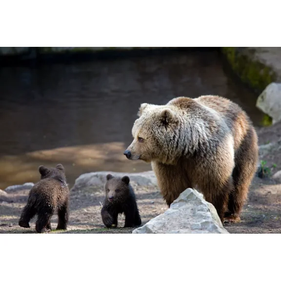 Nu-Venture LLC 3D Wildlife Lenticular Print Grizzly and Cubs Picture 3D Wall Art Poster, 16" x 12"
