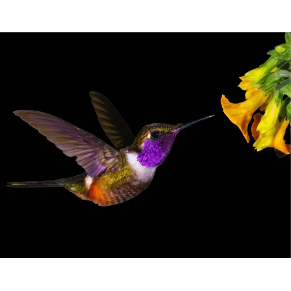 3D WILDLIFE LENTICULAR PRINT PICTURE 3D WALL ART POSTER HUMMINGBIRD-2 NO FRAME
