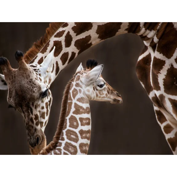 Nu-Venture, Llc 3D Wildlife Lenticular Picture Poster, 14" x 18 x 1 Giraffe Mom and Baby