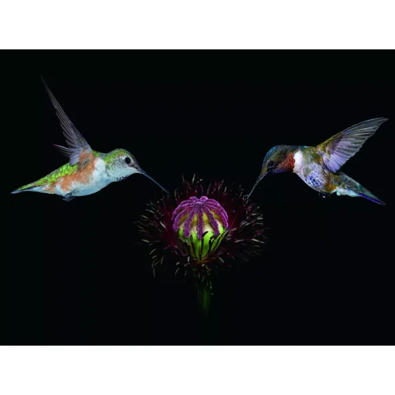 NU-VENTURE, LLC 3D Wildlife Lenticular Print Picture Poster 3D Wall Art - Hummingbird, 18 x 14 Inches