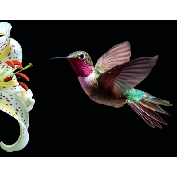 Nu-Venture llc 3D Wildlife Lenticular Print Poster 18 x 14 Posters HB1